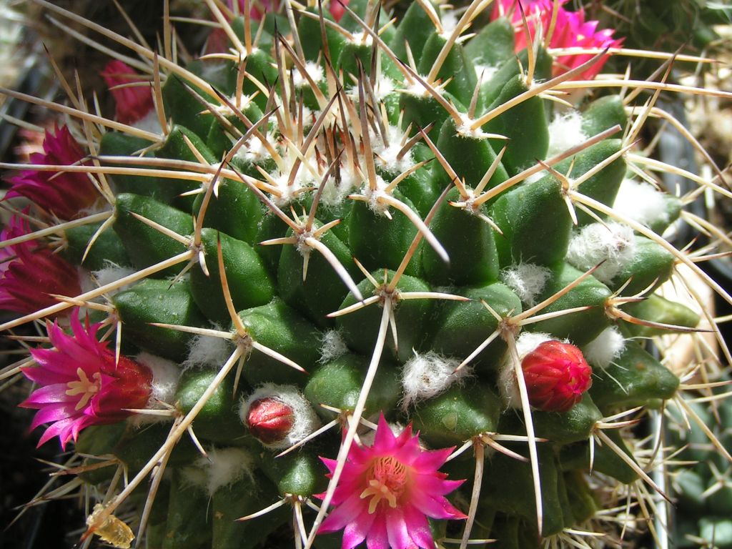 Mammillaria centricirrha